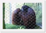 Orangutan_G (4) * ...dicht vor ihn setzt. Der Riesen-Kerl wird förmlich von ihr weiter in den Zaun gedrückt und sitzt in der Klemme. * 2440 x 1629 * (1.5MB)